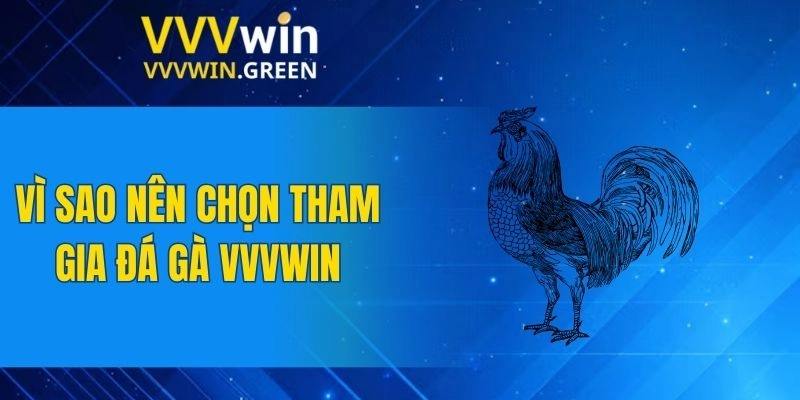 Đá Gà VVVWIN 5 Vì sao nên chọn tham gia đá gà VVVWIN
